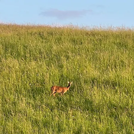 Modernes, Oekologisches Design In Der Eifel Vulkaneifel I 2 Schlafzimmer, Sauna, Yoga & Kaminofen, Schnelles Wlan & Arbeitsplatz Prázdninový dům Immerath