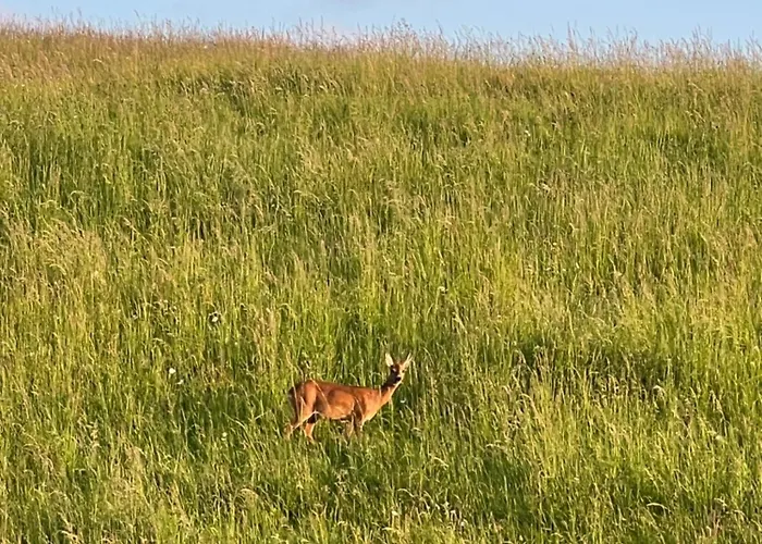 Modernes, Oekologisches Design In Der Eifel Vulkaneifel I 2 Schlafzimmer, Sauna, Yoga & Kaminofen, Schnelles Wlan & Arbeitsplatz 펜션 Immerath
